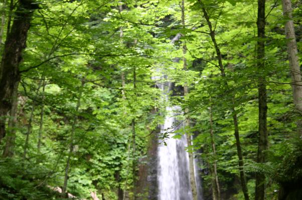 奥入瀬渓流「緑に囲まれた雲井の滝」