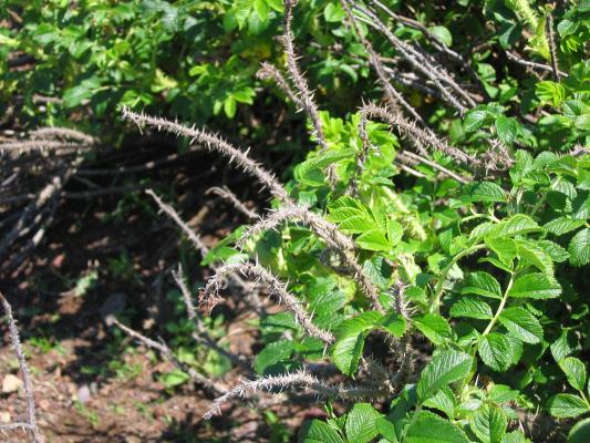 ハマナスの枯れた茎と新しい若葉/癒し憩い画像データベース