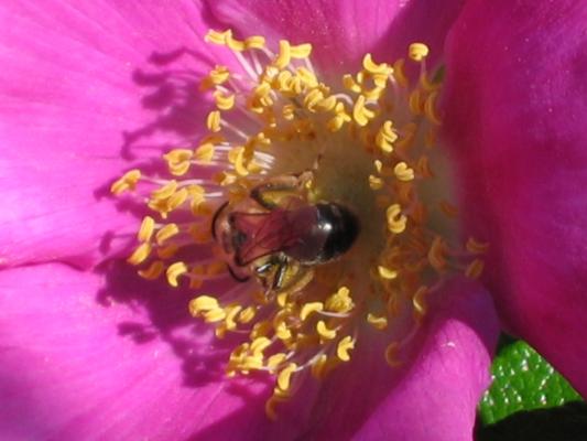 ハマナスの蜜を吸うミツバチ