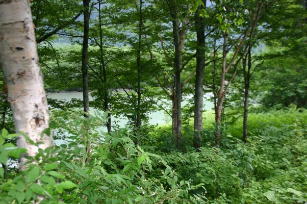 梓川と夏の原生林