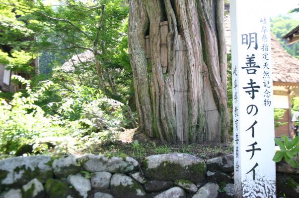 白川郷、明善寺のイチイの木