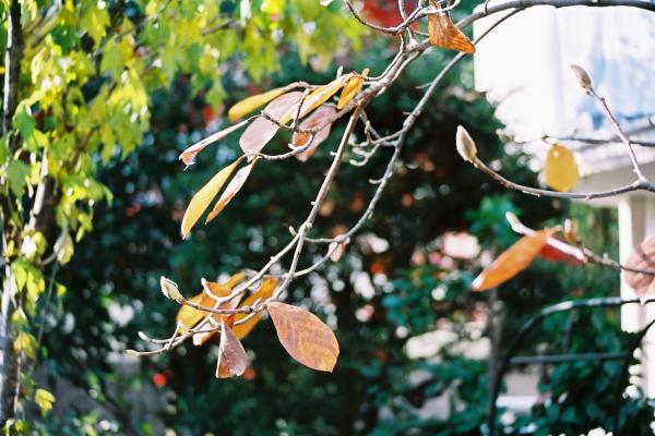 ハクモクレンの枯れた葉と来春の芽 癒し憩い画像データベース 78851