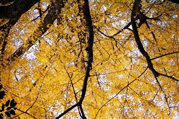 黄葉の銀杏/癒し憩い画像データベース