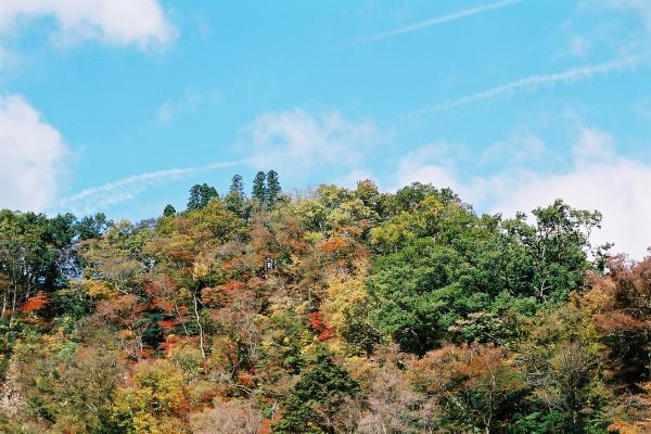 秋の空を流れる筋雲と渓谷の黄葉