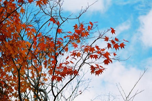 モミジの紅葉と秋雲