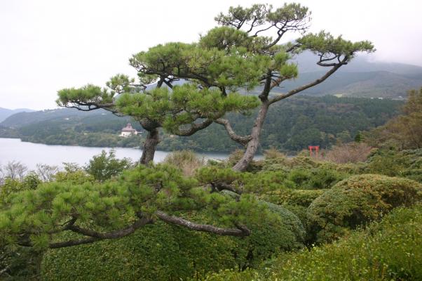 恩賜箱根公園の松と芦ノ湖