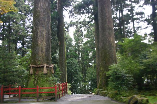箱根神社の並ぶ杉の巨木