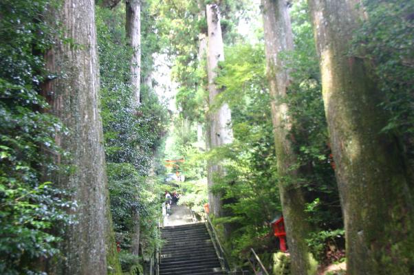 箱根神社の参道と並ぶ杉の巨木