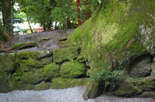 苔むす石垣と杉の幹と根
