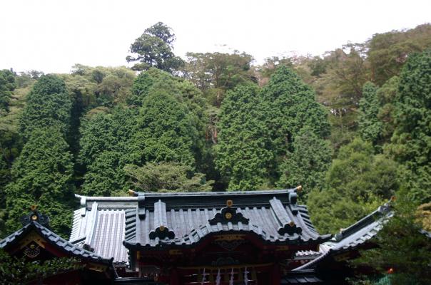 箱根神社の裏の森