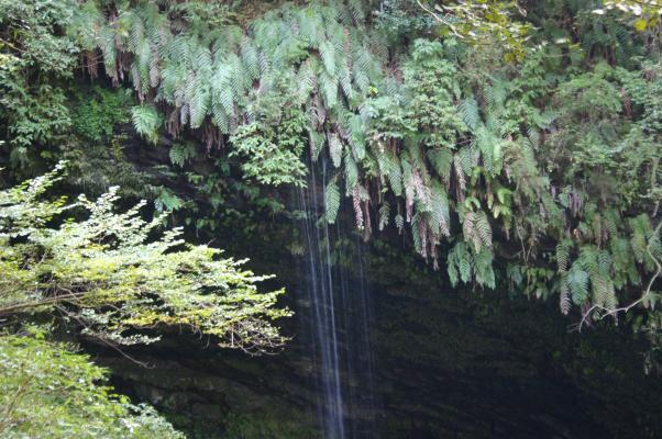 伊豆「浄蓮の滝」のハイコモチシダ/癒し憩い画像データベース