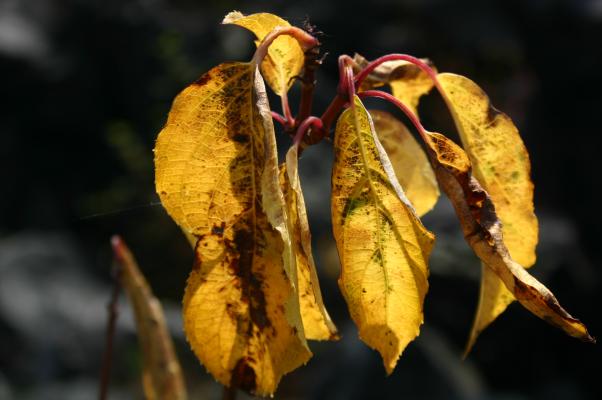 秋陽を浴びる黄葉