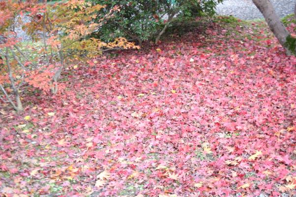 紅葉した落ち葉の絨毯