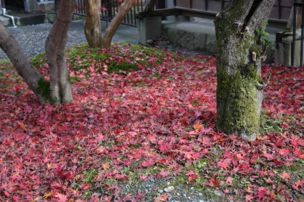 根元の紅葉の絨毯