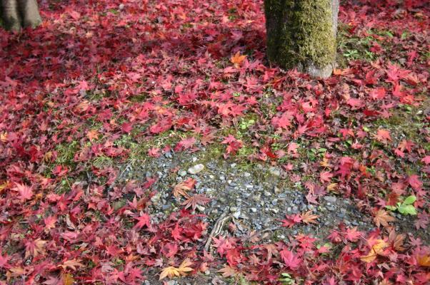根元の紅葉の絨毯