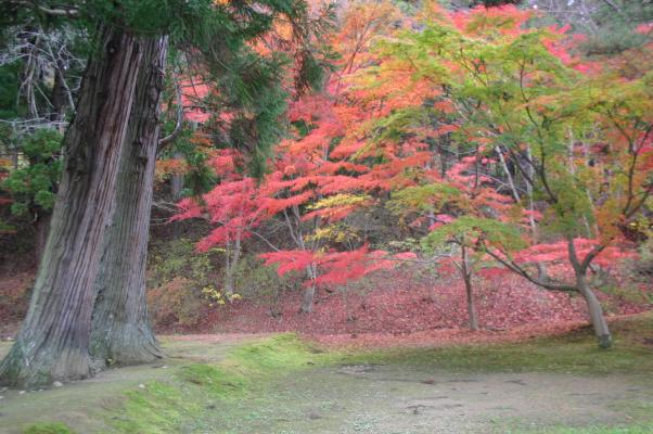 紅葉の彩りと落葉の絨毯/癒し憩い画像データベース
