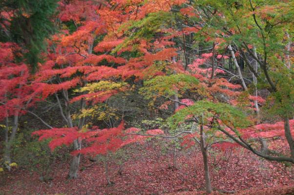 紅葉の彩りと落ち葉の絨毯
