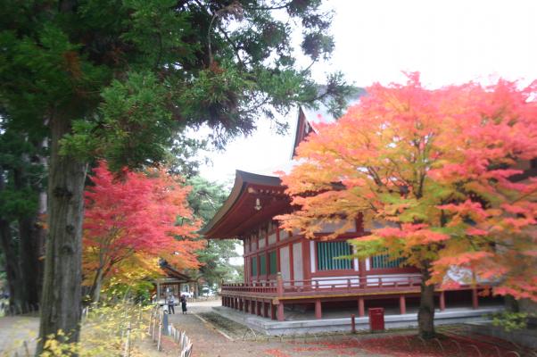 平泉毛越寺、「本堂」横の紅葉