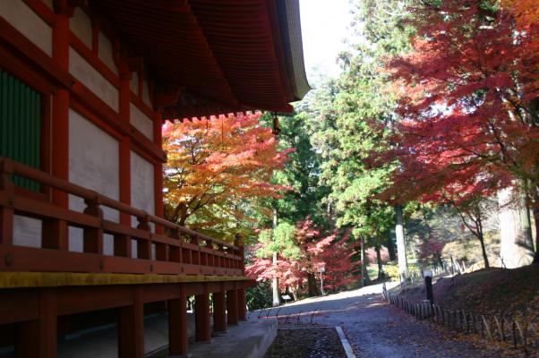 平泉毛越寺の本堂と傍の紅葉