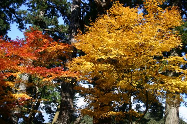 平泉毛越寺の紅葉と黄葉