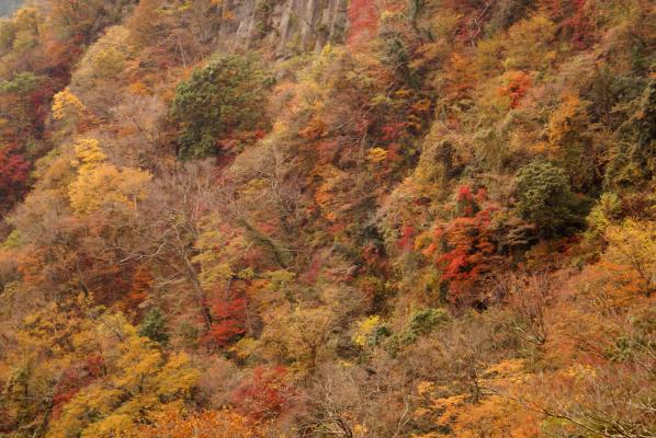 見とれる秋の渓谷