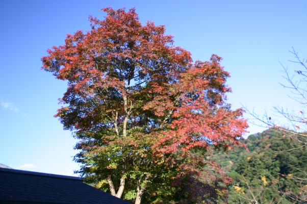 巨木の紅葉