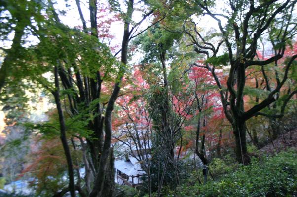 奈良長谷寺の森