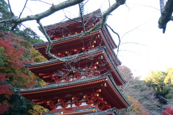 奈良長谷寺の五重塔と紅葉