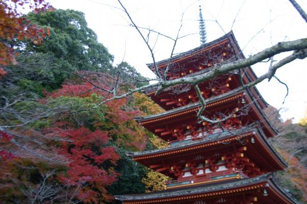 紅葉と奈良長谷寺の五重塔