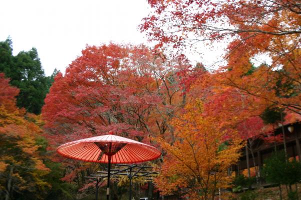 高雄山の紅葉と茶屋の傘