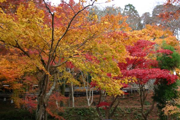 高雄山・神護寺の茶屋と紅葉