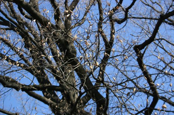 種子を残すユリノキの木枝/癒し憩い画像データベース