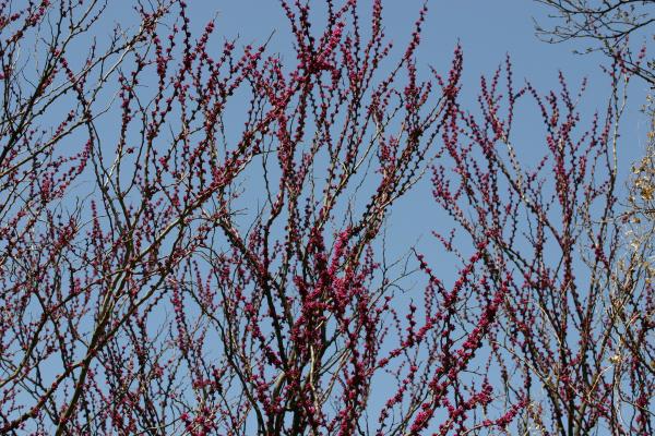 ハナズオウの蕾と開花/癒し憩い画像データベース