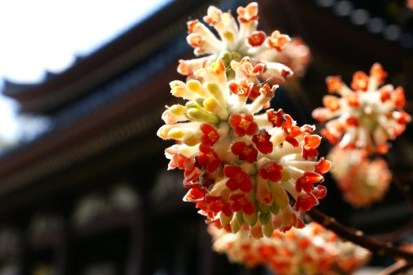 長谷寺の紅花三椏/癒し憩い画像データベース