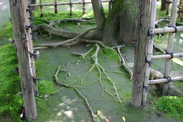 早雲寺の古木と苔むす根