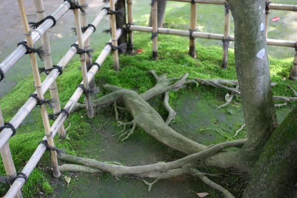 早雲寺の古木と苔むす根