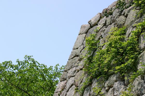 姫路城の野草が生える石垣/癒し憩い画像データベース