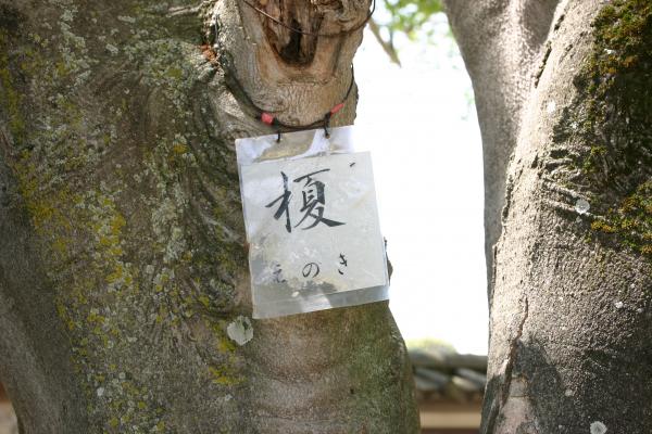 姫路城の備前丸に植わるエノキ/癒し憩い画像データベース