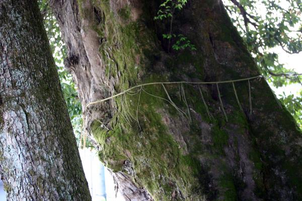三朝神社の苔むす神木