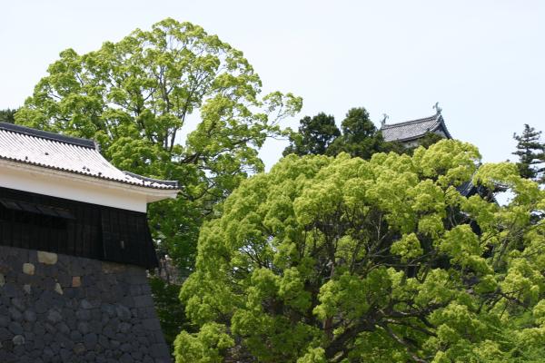 新緑の松江城