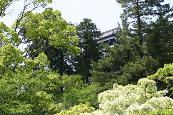 松江城のナンジャモンジャの花木