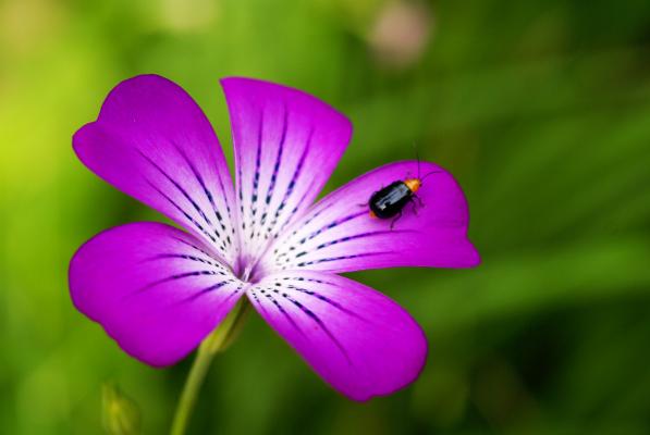 ピンクや紫色に染まる春の花 草の花ーその２ 癒し憩い画像データベース テーマ別おすすめ画像