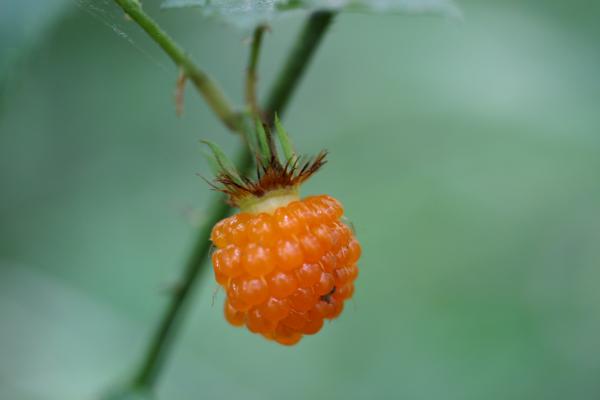 橙色のモミジイチゴ/癒し憩い画像データベース