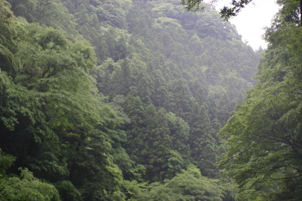 「袋田の滝」周りの森林