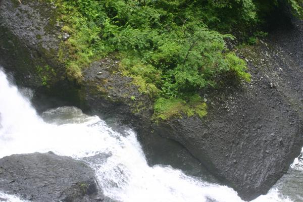滝壺からの渓流と緑葉
