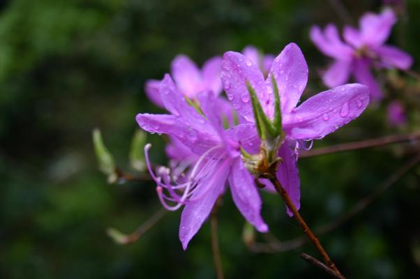 ピンクや紫色に染まる春の 木の花 癒し憩い画像データベース テーマ