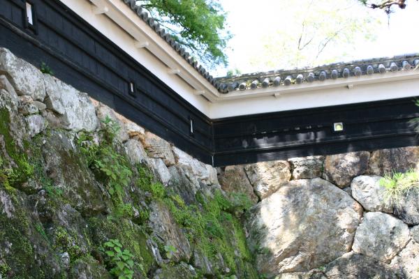 高知城の苔