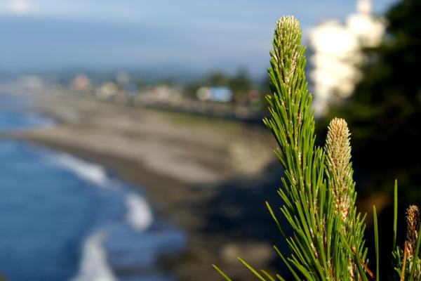 海岸の松が織りなす景色 癒し憩い画像データベース テーマ別おすすめ画像