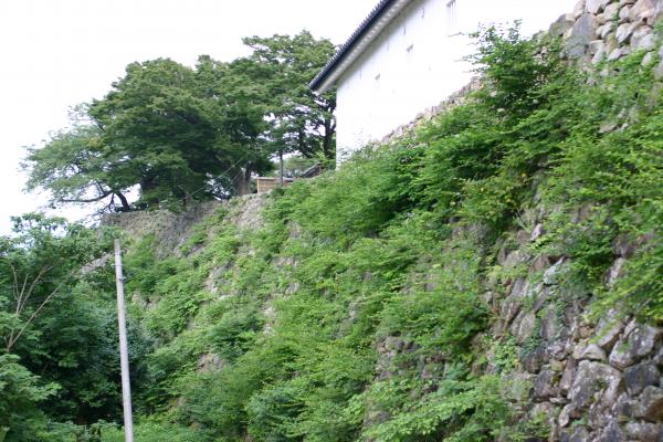 彦根城の野草が茂る石垣