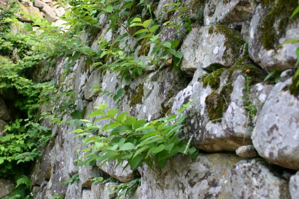 彦根城の緑葉/癒し憩い画像データベース